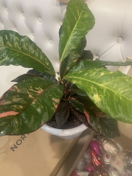 Красивые комнатные цветы