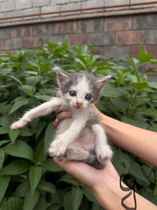 Продаются очаровательные котята!