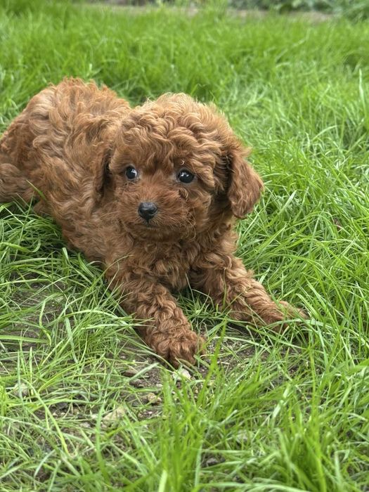 Пудел Той/Poodle Toy