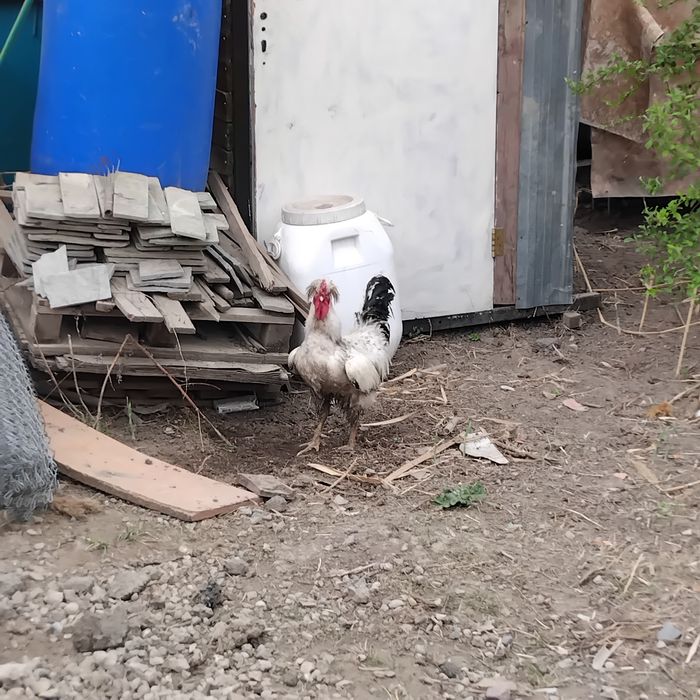 Үкілі қораз сатылады