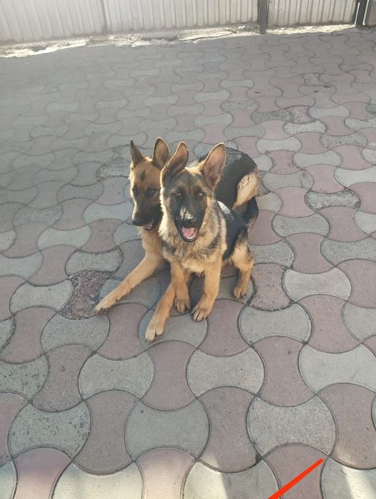 Продам немецкую овчарку