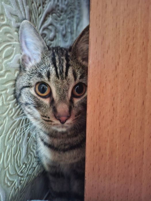 Отдам кошку даром в хорошие руки