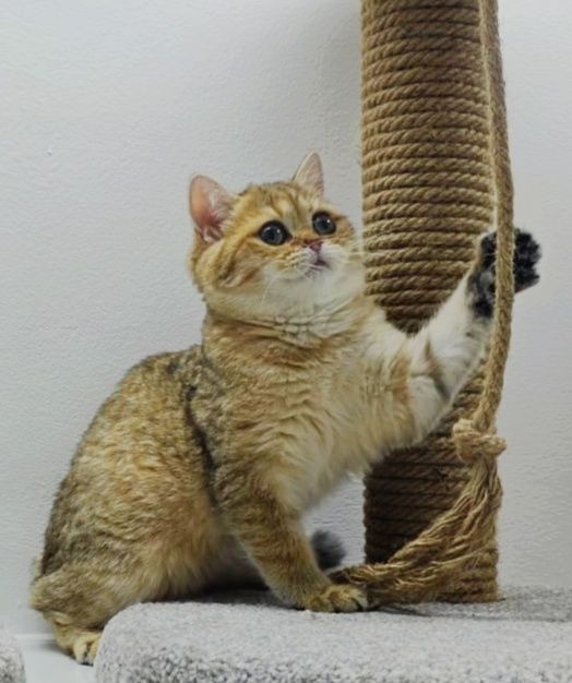 КошеЧки   Британские 3 мес