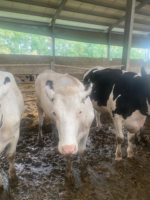 Vaci Juninci Holstein Baltata