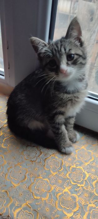 Котята в хорошие руки