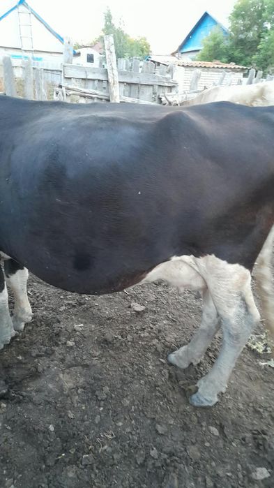 Продам корову стельная