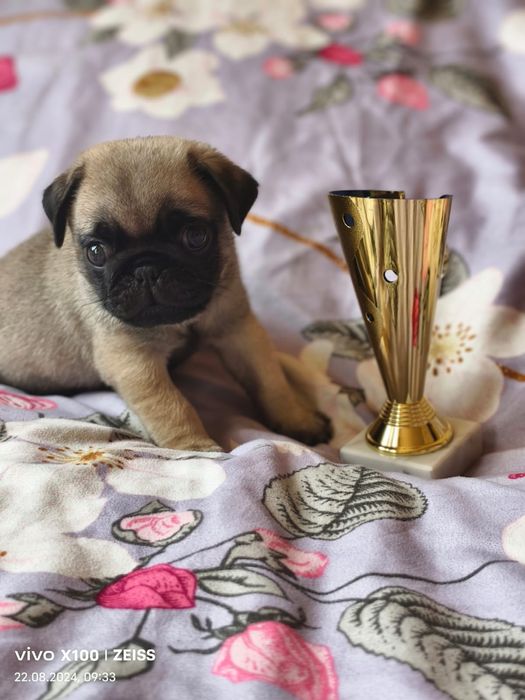 Продам щенка Мопса.