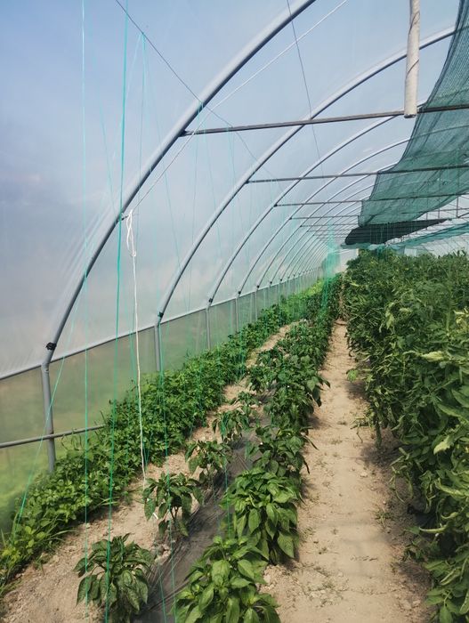 Sere si solarii pentru familie si industrie