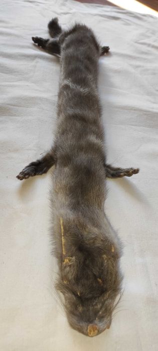 Сива яка от норка