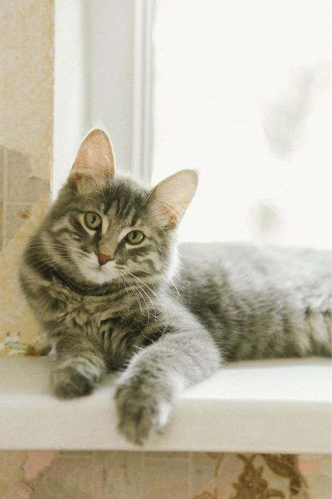 Котенок мальчик ищет дом