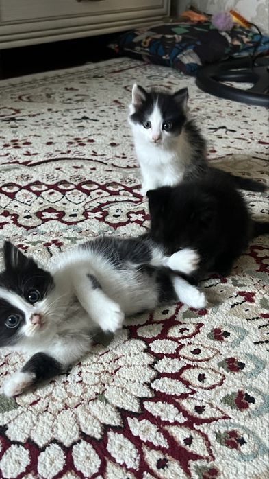 Милые котята в добрые руки