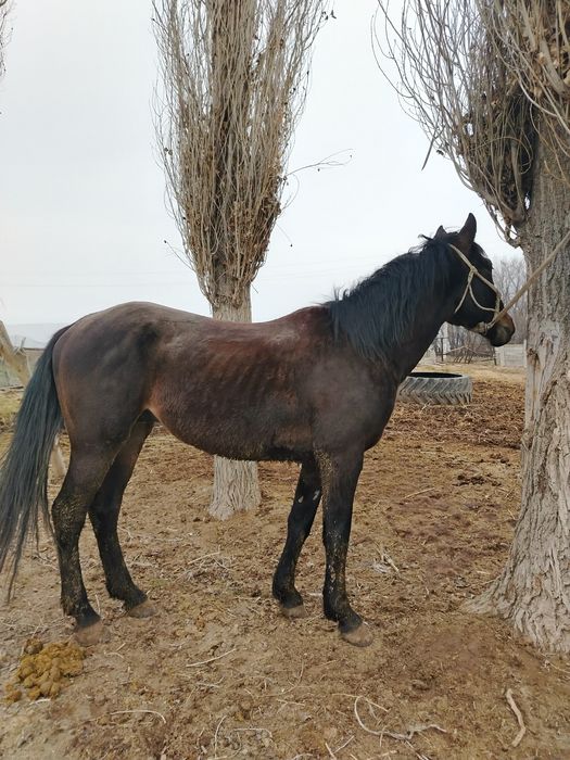 Кунан сатылады,,,