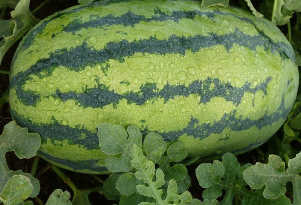 Продам семена арбуза сорт "ЛЕДИ"