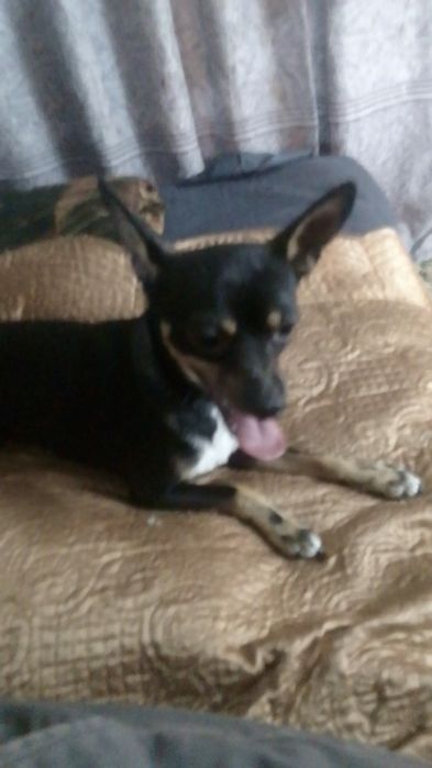 Той терер вязка орегенал