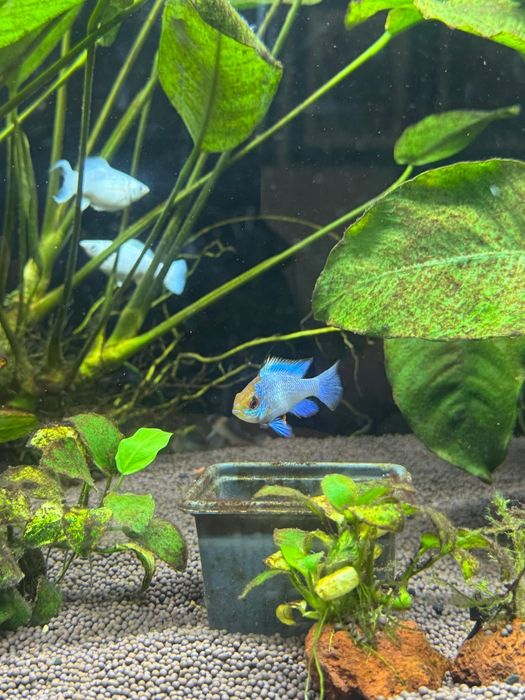 Апистограмма электрик блю неон