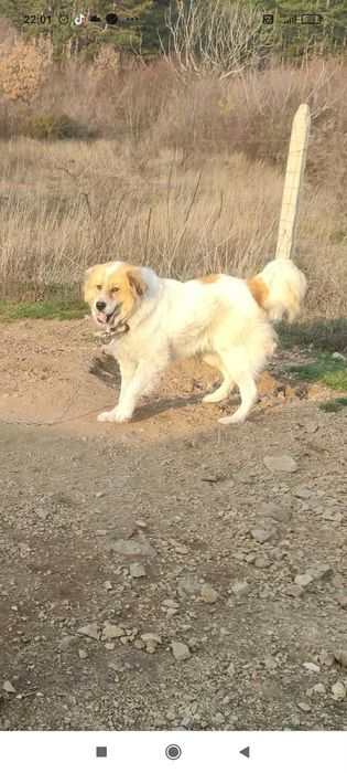 Каракачанско куче