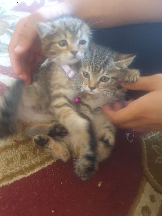 Скотиш  страйт мушук