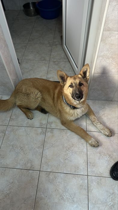 Найдена собака, ищем хозяина