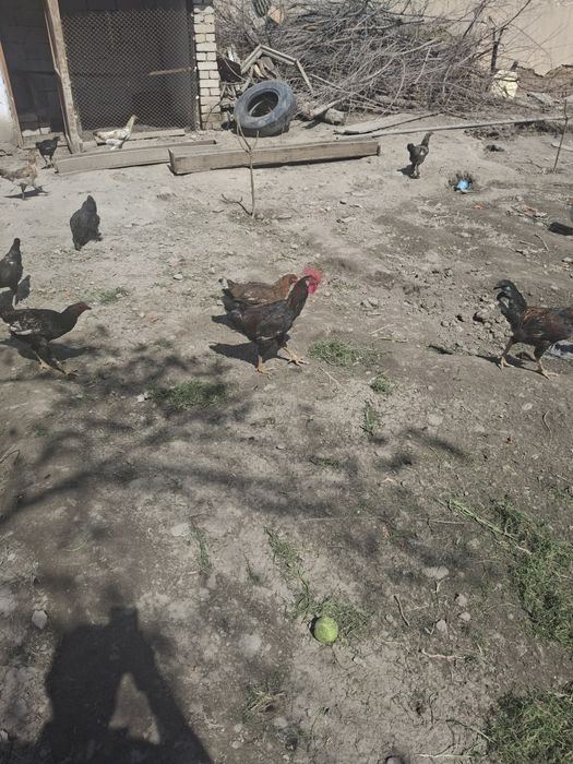 Хурозлар сотилади