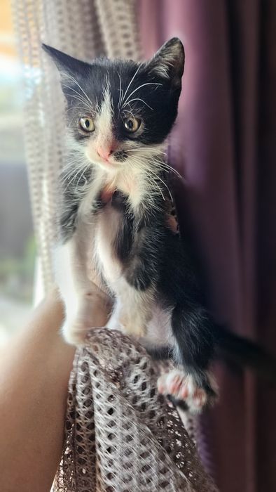Котята, Шымкент район парк победы