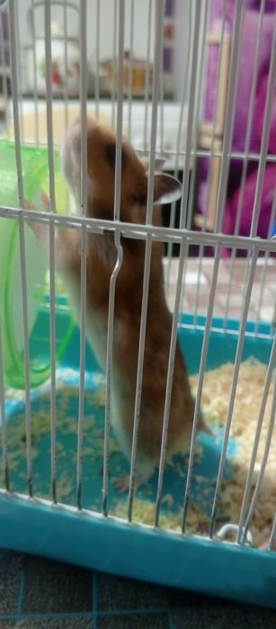 Продам хомяка с клеткой