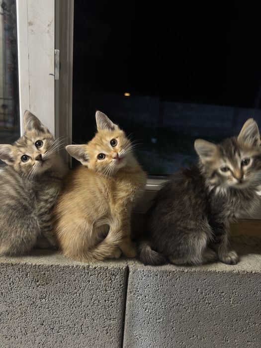 Котят ищут новый ДОМ!
