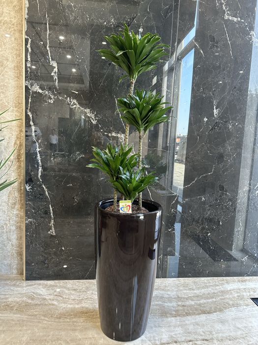 Цветочные горшки LECHUZA горшки для цветов