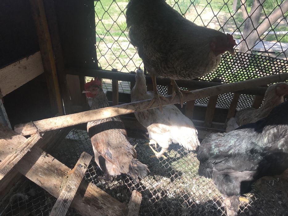 Куры                 .