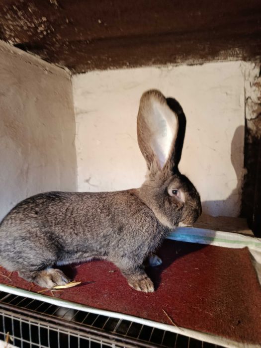 Pui iepuri urias german