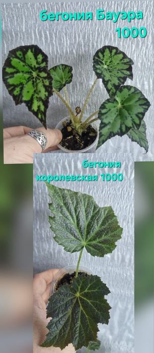 Бегонии цветы домашние