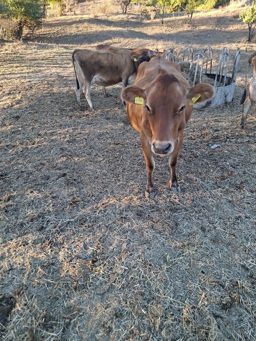 Vaca jersey cu pedigree