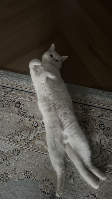 Отдам кота в хорошие руки