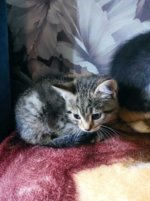 Отдам бесплатно котят