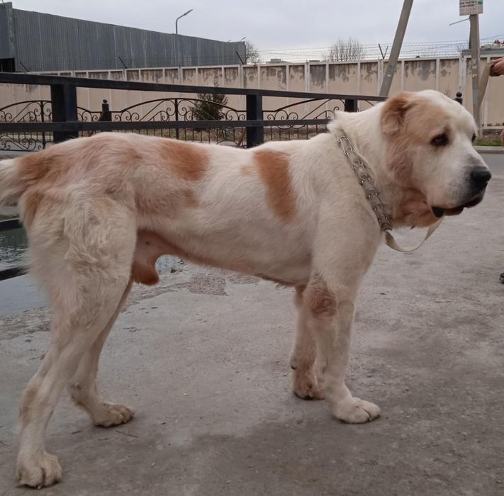 Алиментный щенок алабая