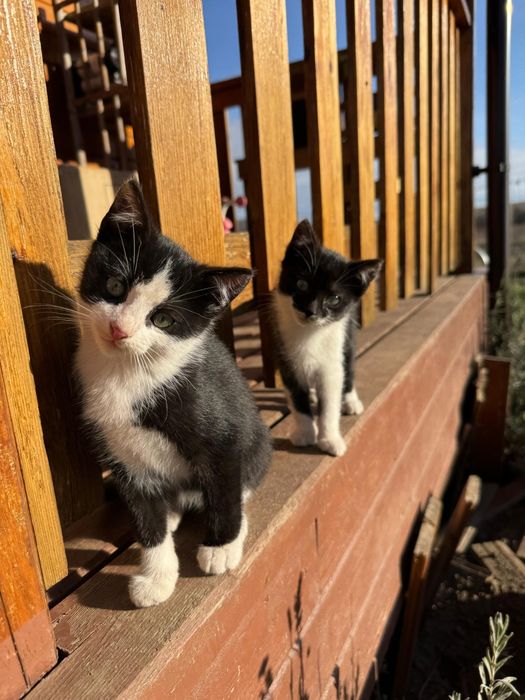 Donez motan spre adoptie