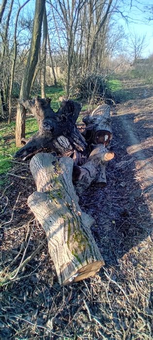 Lemn de nuc tăiat în toamnă