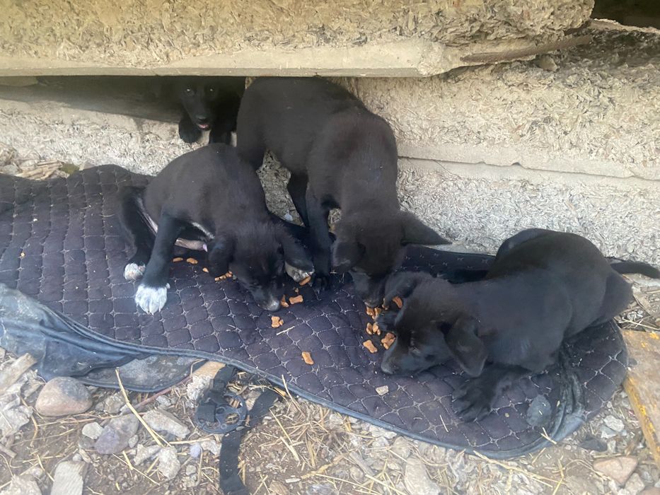 Щенки трёх месяцев ищут дом