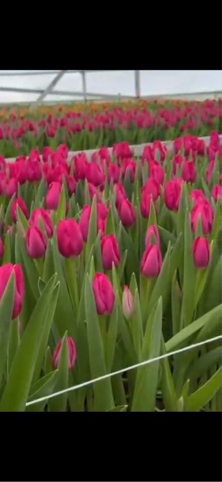 Тюльпаны к 8 марта пачками