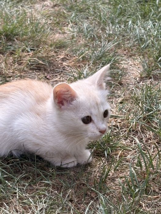 Отдам даром кошку в добрые руки