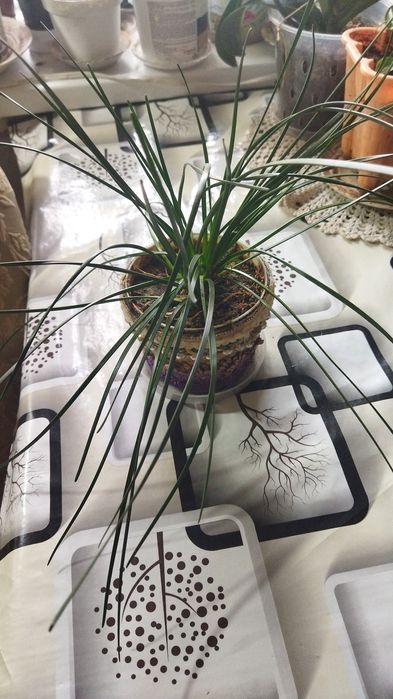 Продам  цветы недорого