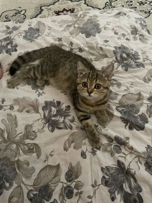 British shorthair
