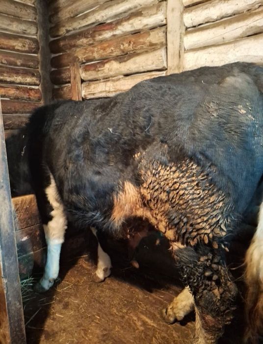 Два быка с откорма