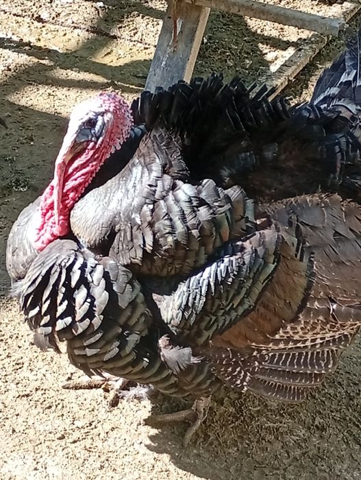 Induk xoʼrozlari sotiladi.Soni cheklangan