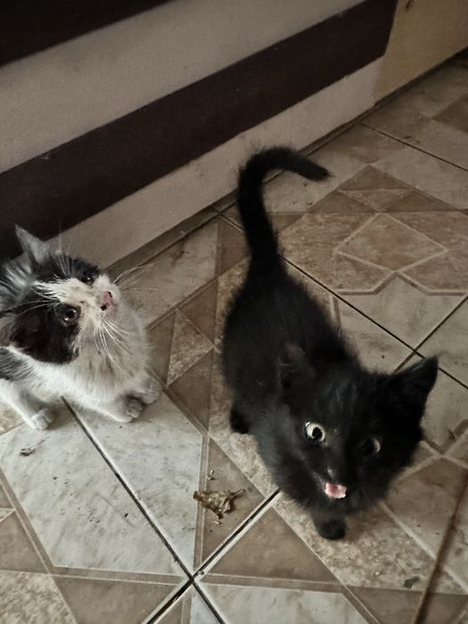 Отдамдим 2 котят девочек