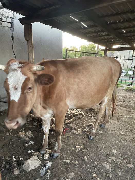 Продам 6 голов крс
