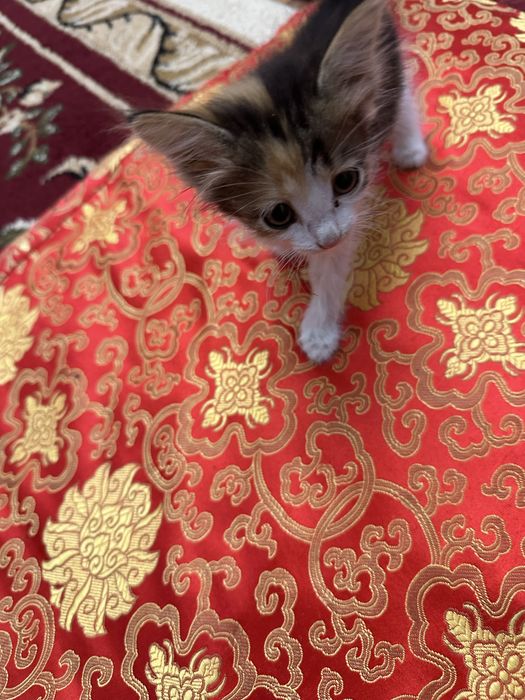 Котенки бесплатно