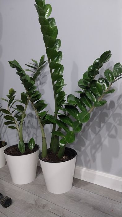 Замиокулькас, долларовое дерево