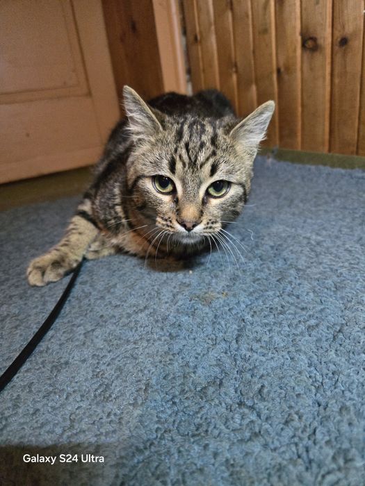 Малко коте  +подаръци