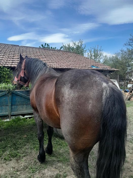 Iapă gestantă de vânzare