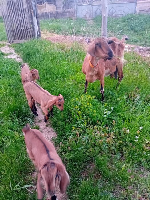 Vând iezi metis anglo nubian de prasilă